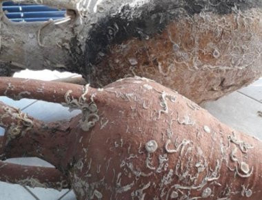 Εύβοια: Συνελήφθη 81χρονος αρχαιοκάπηλος